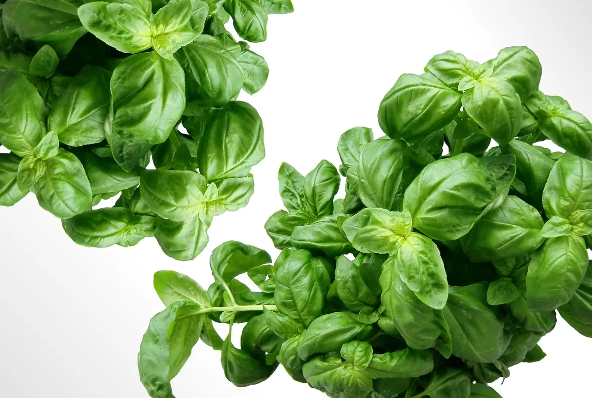 Best Basil Varieties for UK Gardens: Sweet, Thai, Purple and Greek