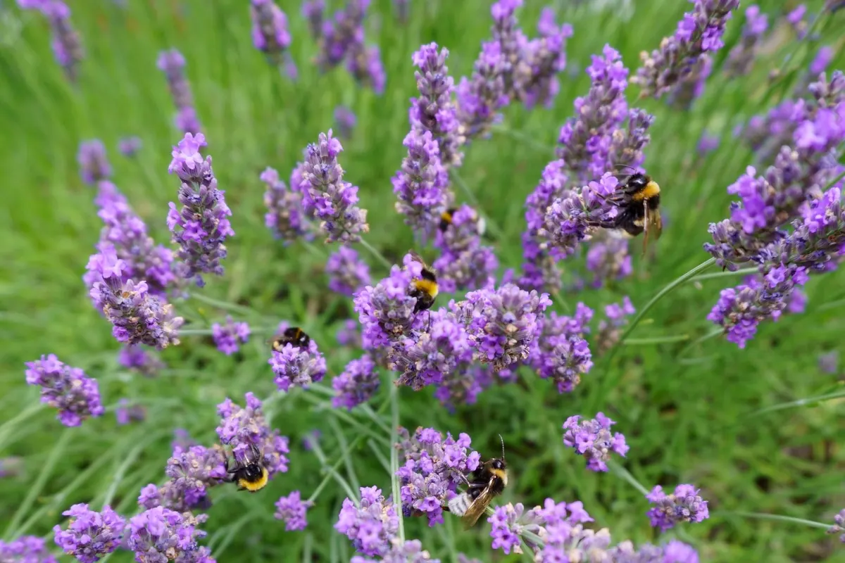 Best Herb Flowers for Bees in a Small UK Garden