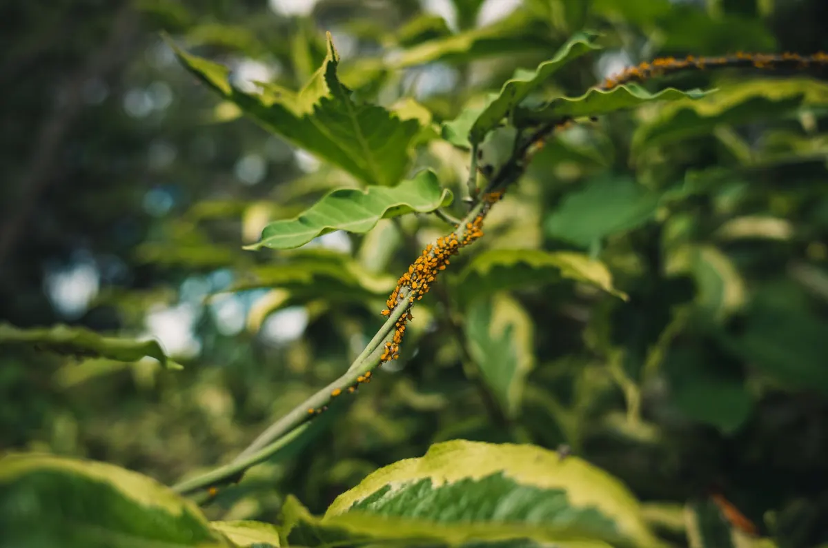 Common Basil Pests in the UK and How to Stop Them Without Chemicals