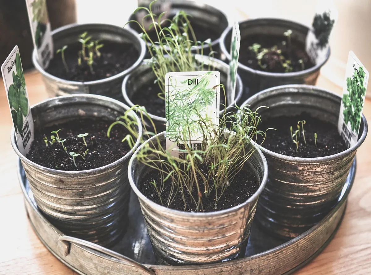 How to Grow Basil from Seed in the UK: A Month-by-Month Guide
