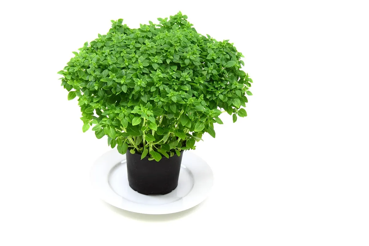Why Your Supermarket Basil Dies: A UK Rescue and Repotting Guide